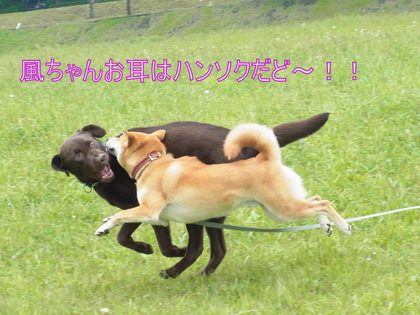 RIMG0263.JPG